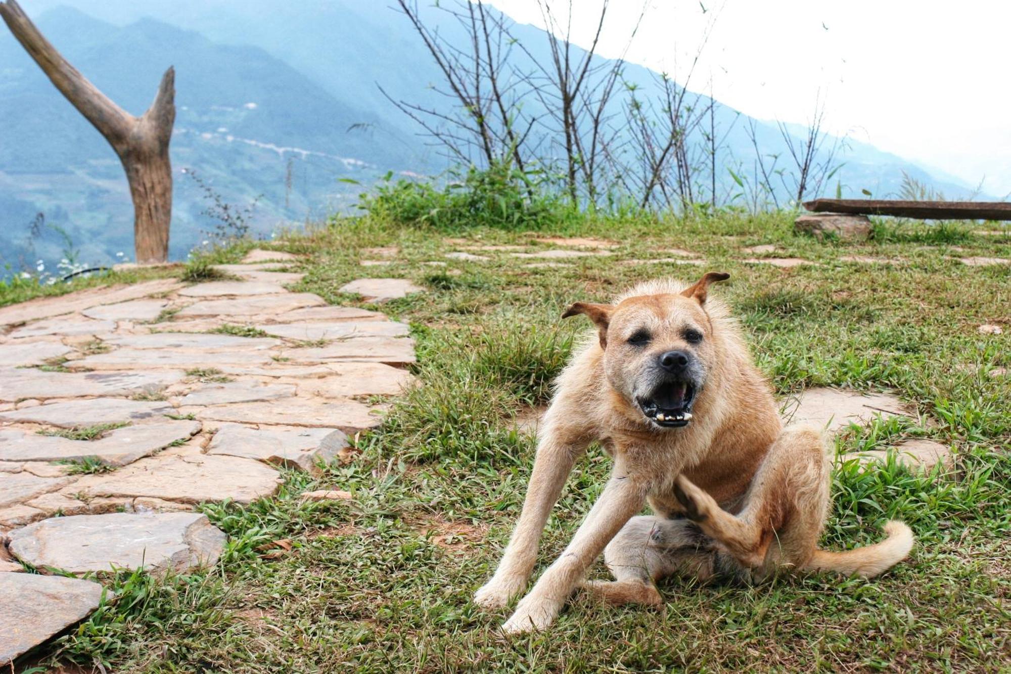 A Su Homestay Mu Cang Chai Exterior foto